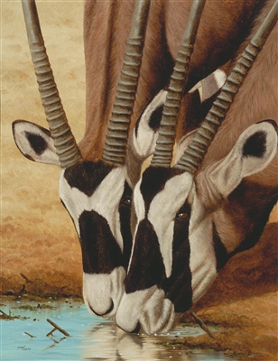 Gemsbok Drinking by Andrew Bone